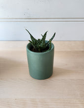 Load image into Gallery viewer, Cylinder Planter- 3" 5" 7" Emerald Coast