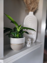 Load image into Gallery viewer, White & Taupe Collection