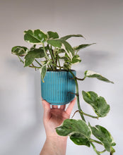 Load image into Gallery viewer, 4" Ridged Planter