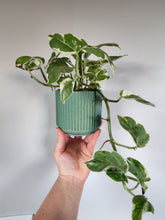 Load image into Gallery viewer, 4" Ridged Planter