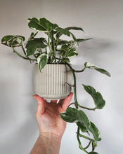 Load image into Gallery viewer, 4" Ridged Planter