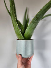 Load image into Gallery viewer, 4&quot; Ridged Planter
