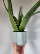 Load image into Gallery viewer, 4" Ridged Planter