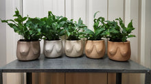 Load image into Gallery viewer, Boob Planter
