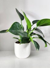 Load image into Gallery viewer, 4&quot; Tulip Planter- Solid
