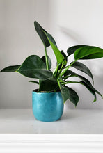 Load image into Gallery viewer, 4&quot; Tulip Planter- Solid
